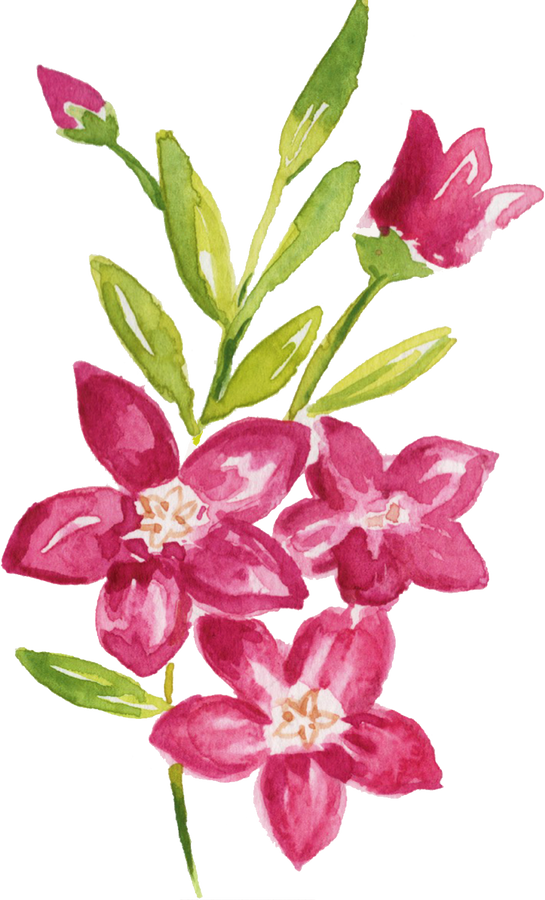 Watercolor Waxflower Crowea Exalata Australian Native Flower